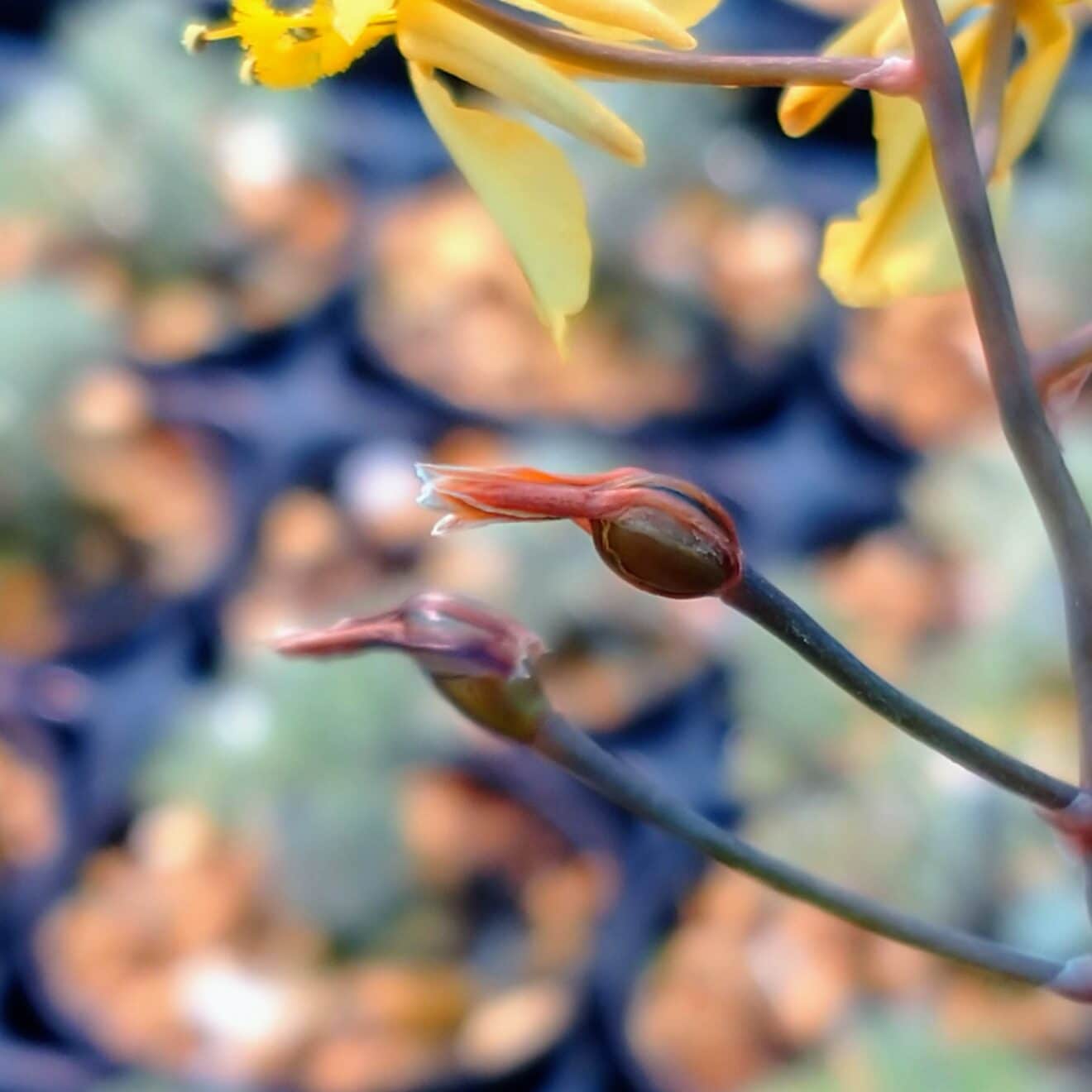 ２０２２年の結実ブルインシー