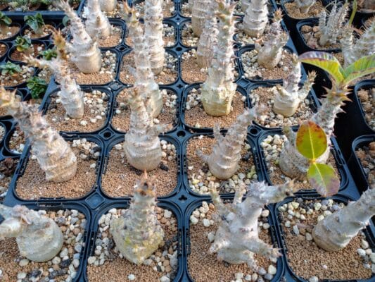 プラントブラザーズ