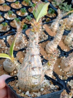 プラントブラザーズ