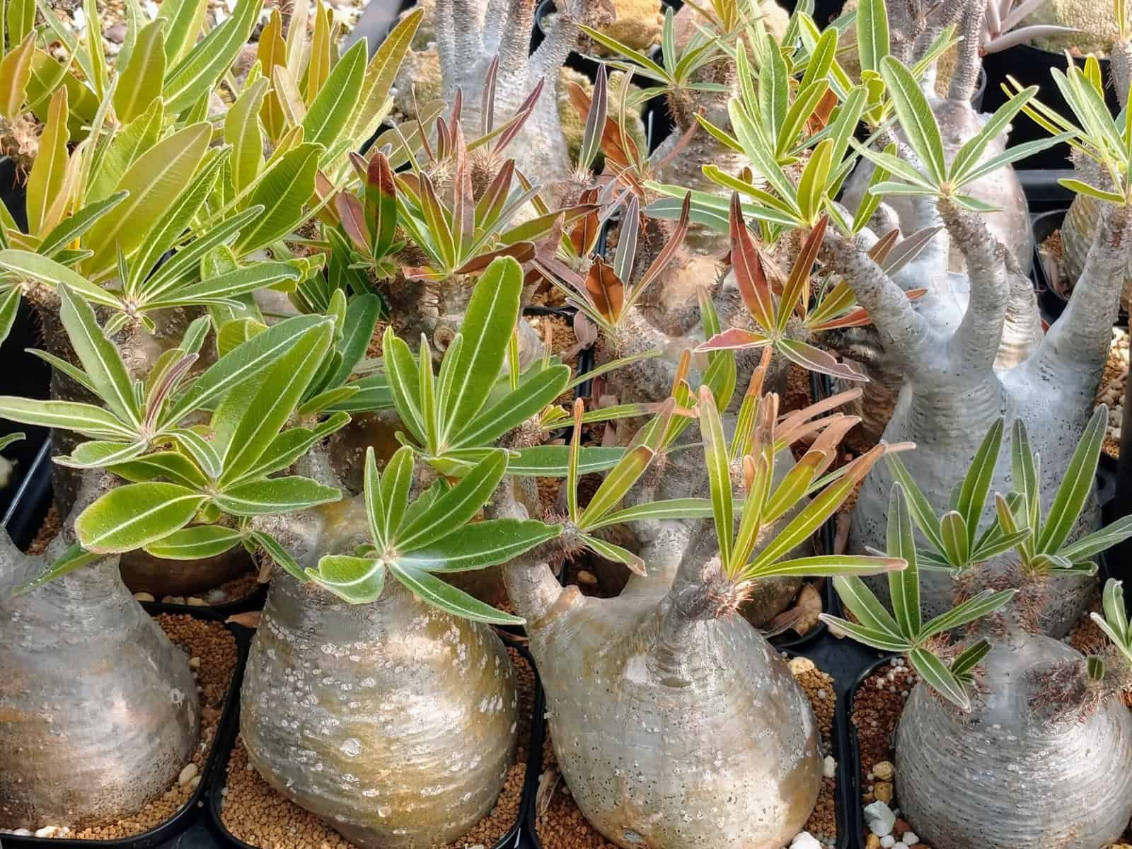 グラキリス Pachypodium Gracilius パキポディウム /CACTUS 4 GREEN - farolti.com.br