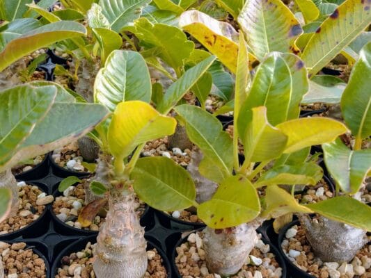 プラントブラザーズ