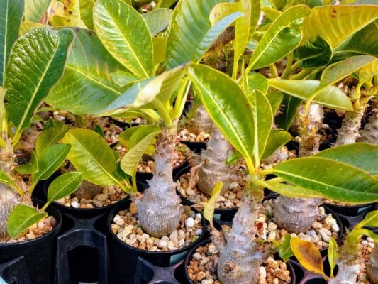 プラントブラザーズ