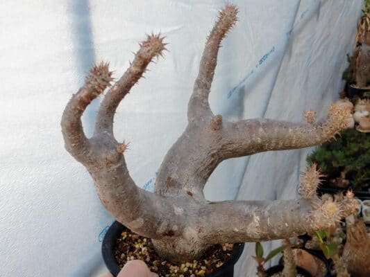 プラントブラザーズ