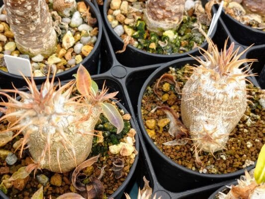 プラントブラザーズ