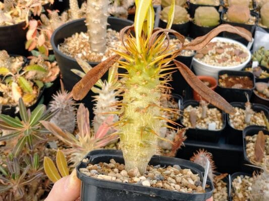 プラントブラザーズ