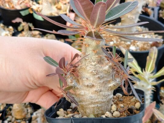 プラントブラザーズ