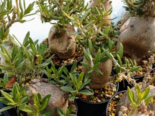 プラントブラザーズ