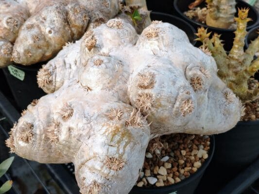 プラントブラザーズ