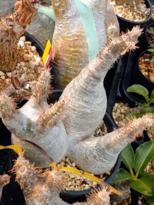 プラントブラザーズ