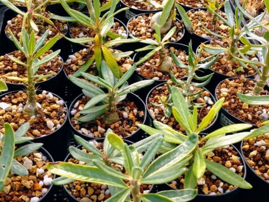 プラントブラザーズ