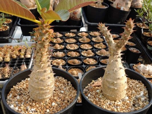 プラントブラザーズ