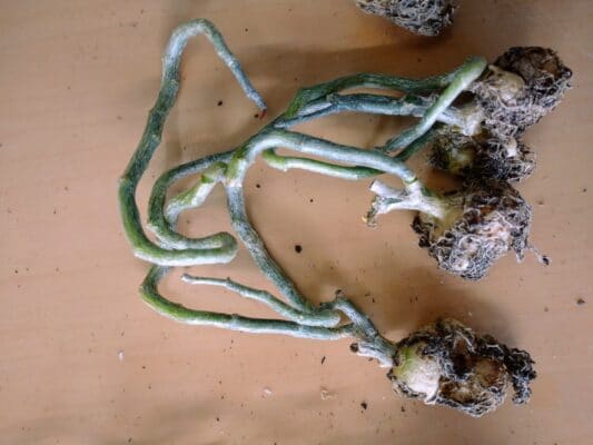 プラントブラザーズ