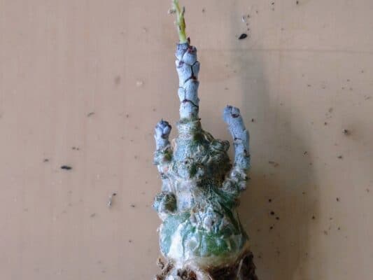 プラントブラザーズ