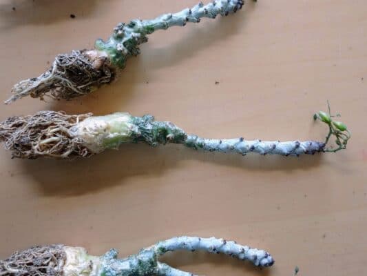 プラントブラザーズ