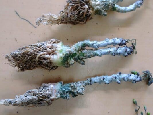 プラントブラザーズ