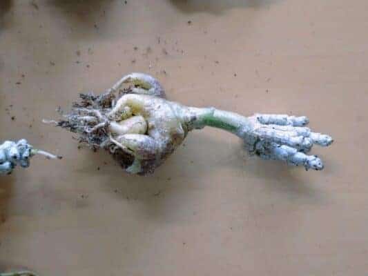 プラントブラザーズ