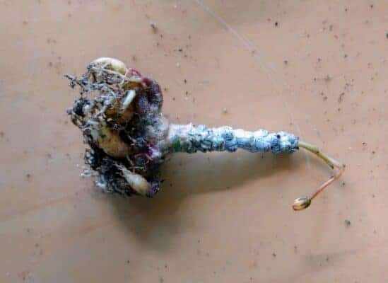 プラントブラザーズ