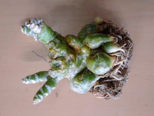 プラントブラザーズ