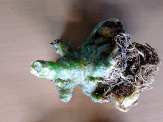 プラントブラザーズ