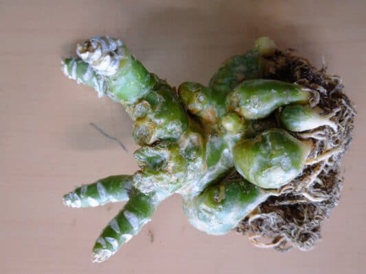 プラントブラザーズ