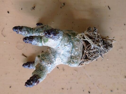 プラントブラザーズ