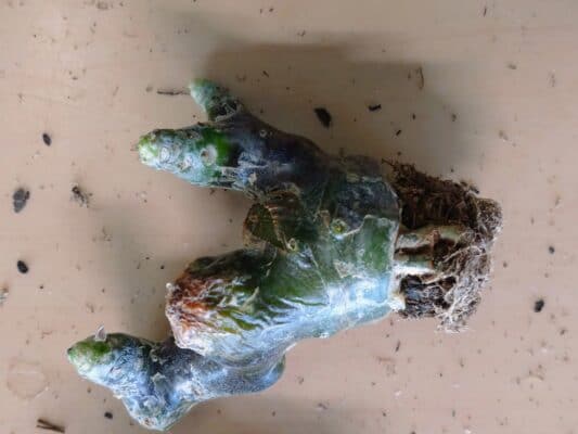 プラントブラザーズ