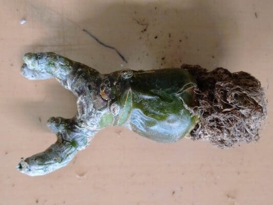 プラントブラザーズ