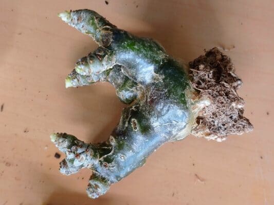 プラントブラザーズ