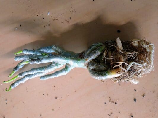 プラントブラザーズ