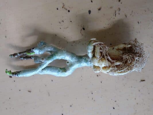 プラントブラザーズ