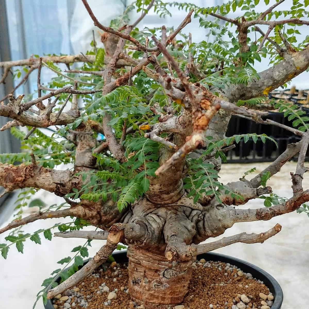 ボスニア ネグレクタ 塊根植物 コーデックス 灌木 - 植物/観葉植物