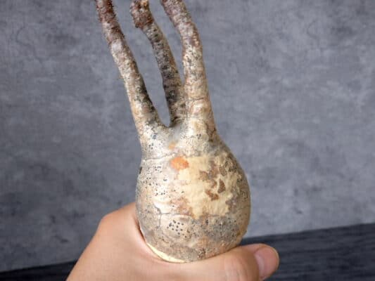 プラントブラザーズ