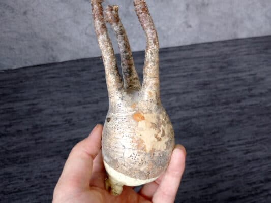 プラントブラザーズ