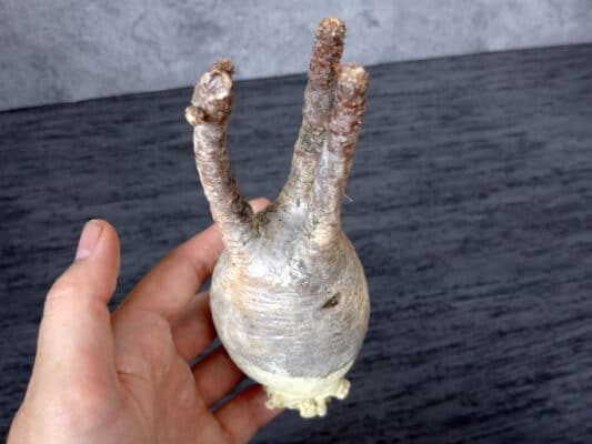 プラントブラザーズ