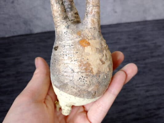 プラントブラザーズ