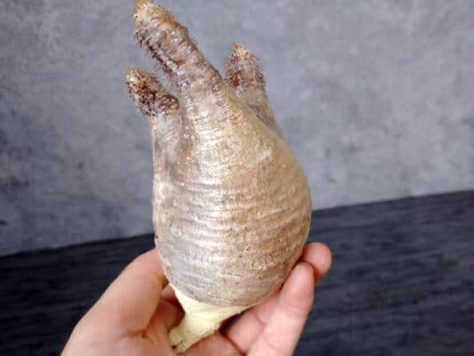 プラントブラザーズ