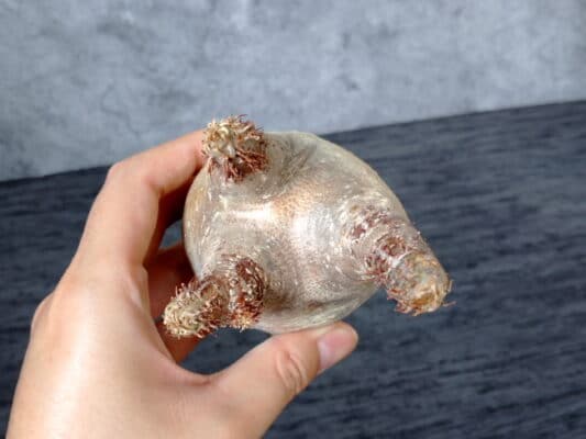 プラントブラザーズ