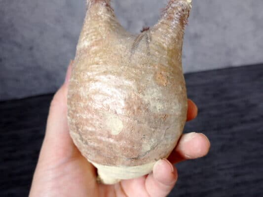 プラントブラザーズ