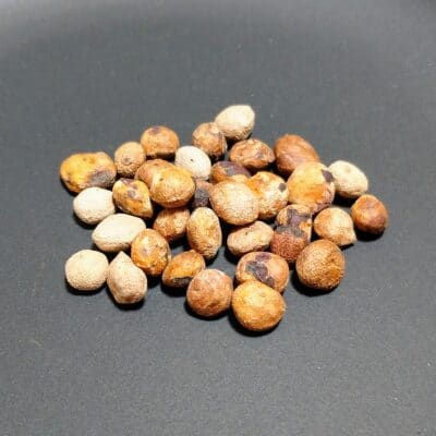 プラントブラザーズ