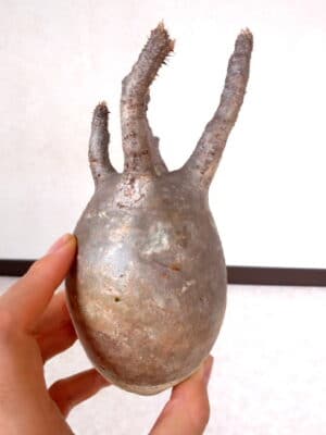 プラントブラザーズ