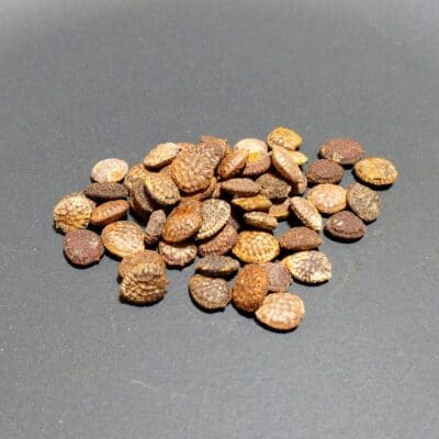 プラントブラザーズ