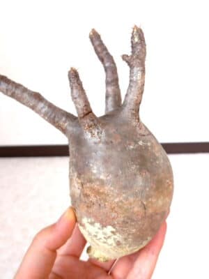 プラントブラザーズ