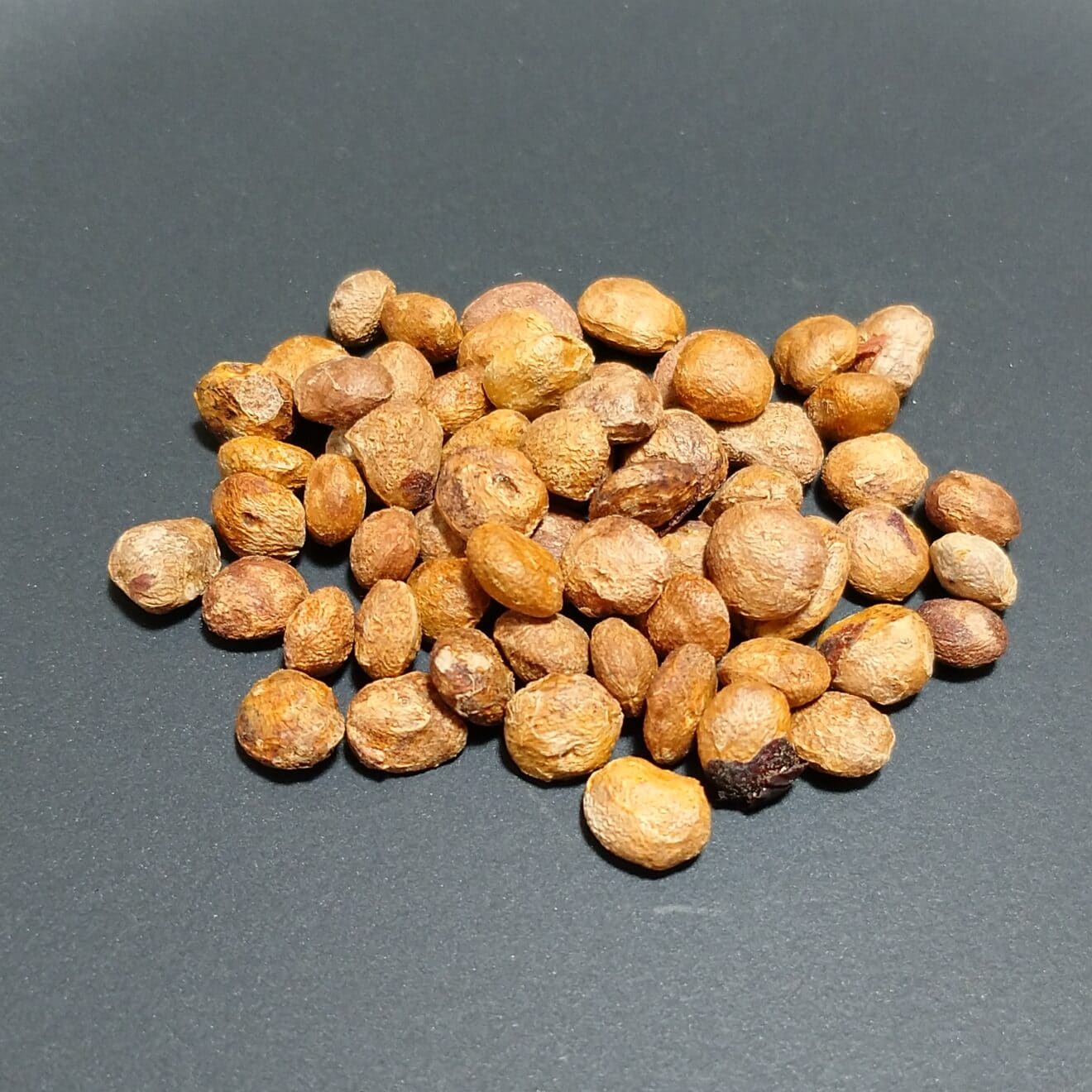 オペルクリカリア・パキプス