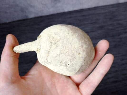 プラントブラザーズ