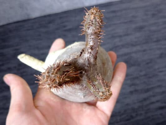 プラントブラザーズ