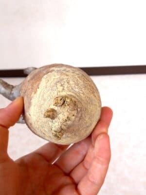 プラントブラザーズ