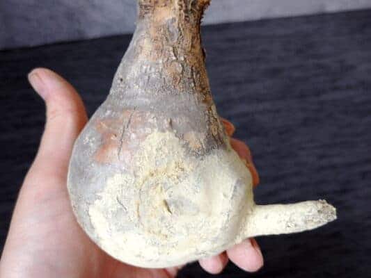 プラントブラザーズ