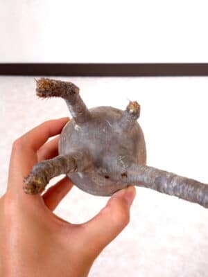 プラントブラザーズ