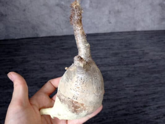 プラントブラザーズ