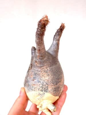 プラントブラザーズ